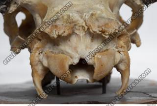 mouflon skull 0026